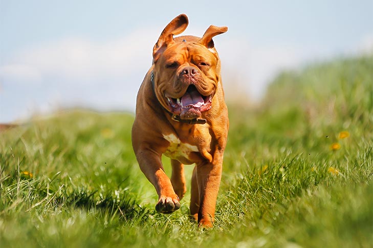 Dogue de Bordeaux running in a field.