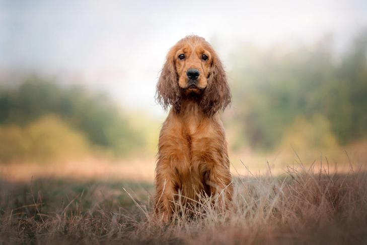 English Cocker Spaniel puppy sitting in a field.
