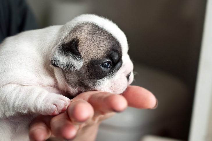 Newborn French Bulldog Puppy in woman hand
