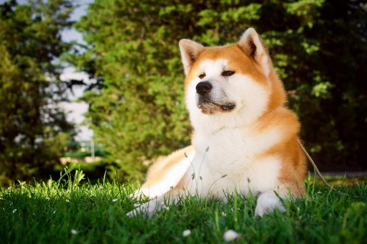 Japanese Akitainu laying down in the grass.