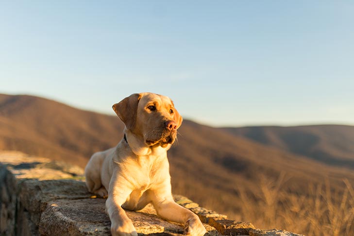 Labrador Retriever laying outdoors at sunset.