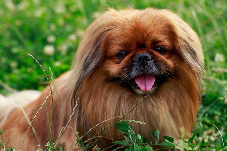 Pekingese: 10 Fun Facts About This Ancient Chinese Dog Breed