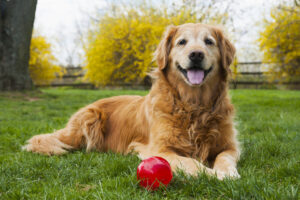 Senior Golden Retriever laying in the yard next to a ball.