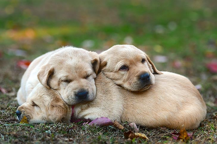 Three Labrador Retriever puppies sleeping together in the grass.