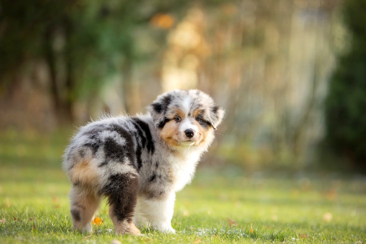9 Things You Might Not Know About the Australian American Kennel Club