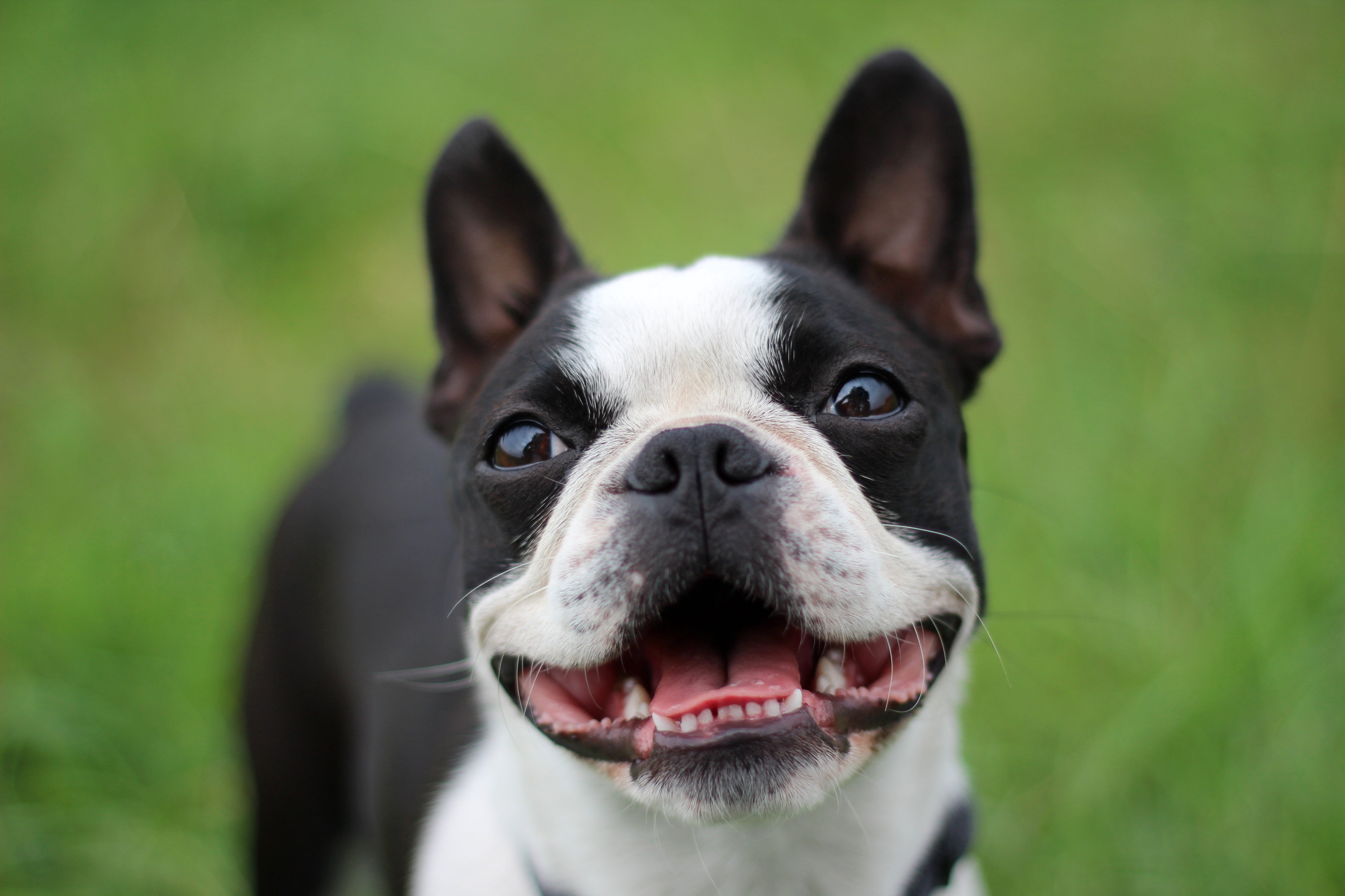 Fun About Boston Terriers – Kennel Club