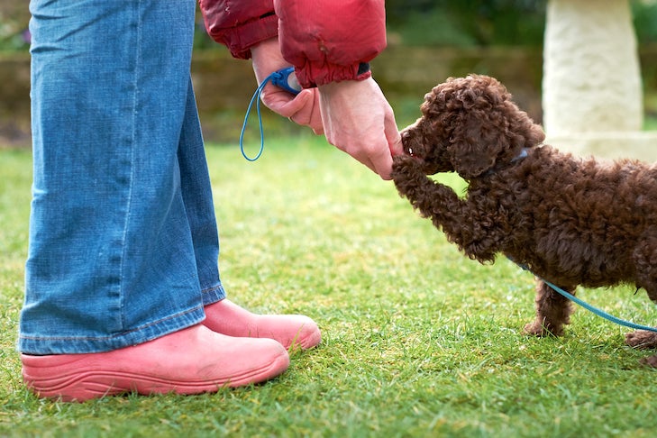 Poodle puppy being trained outdoors.