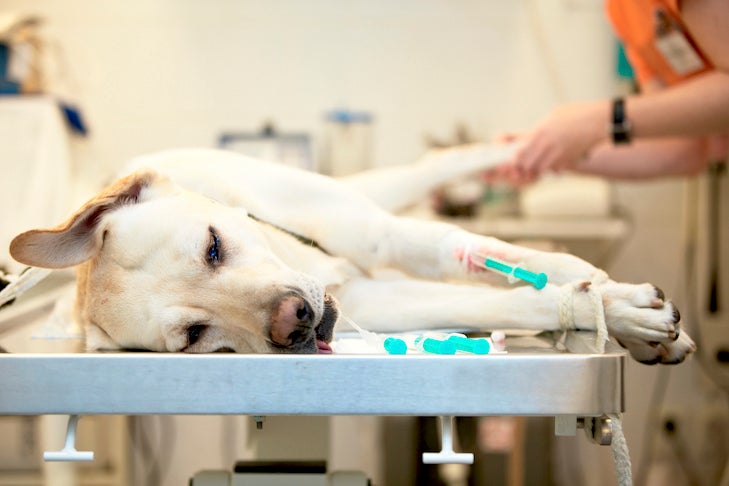 Sick Labrador Retriever laying on an operating table.
