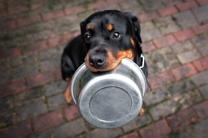 Rottweiler sitting outdoors holding a food bowl in its mouth.
