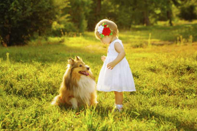 Young girl standing with Sheltie in sun-filled meadow
