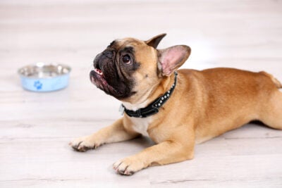 https://www.akc.org/wp-content/uploads/2017/04/French-Bulldog-laying-down-next-to-its-bowl-at-home-1-400x267.jpeg