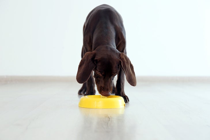 Can Dogs Eat Pears? - American Kennel Club