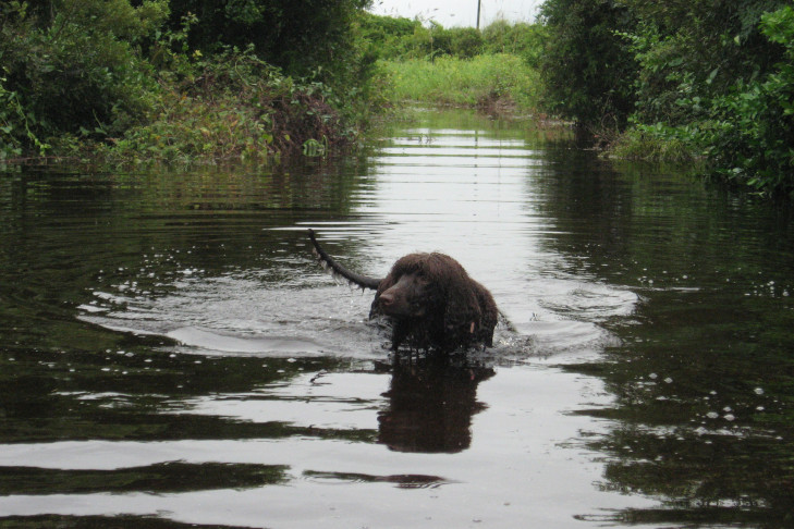 Irish Water Spaniel in a pond.