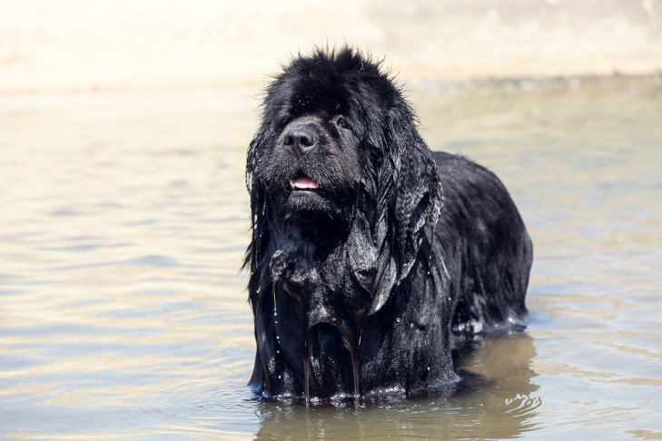 Newfoundland wading in a lake in the summer.