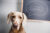 Weimaraner bone