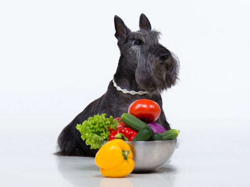 Can Dogs Eat Onions? – American Kennel Club