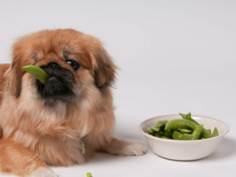 Can Dogs Eat Peas? - American Kennel Club