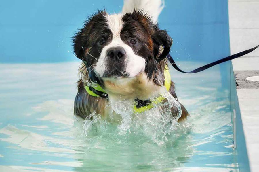 Swimming Lessons and Your Dog