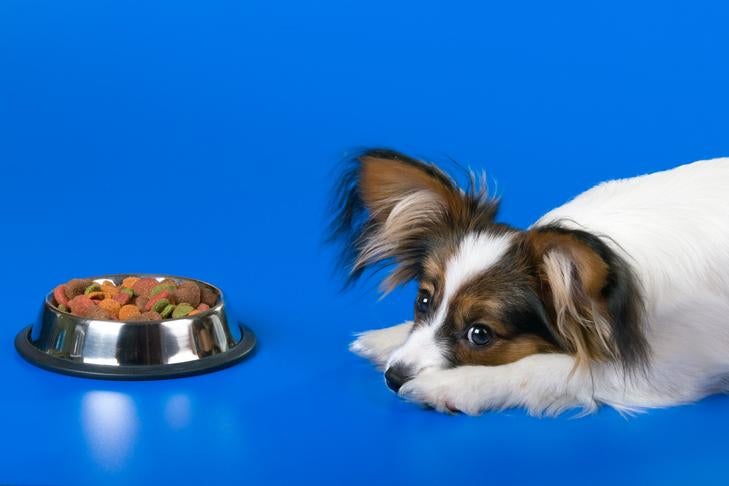 Why Won't My Dog Eat? Learn About Reasons Why Your Dog Isn't Eating