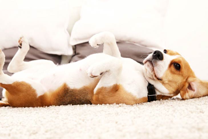 Beagle with its belly up