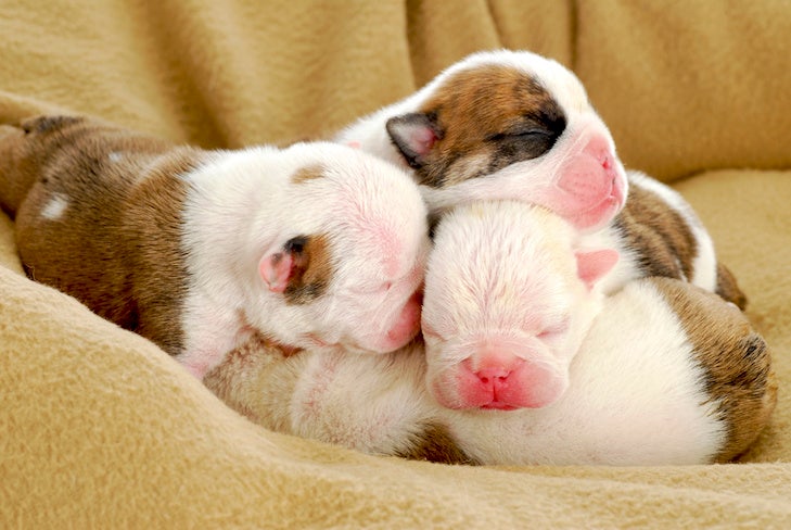 newborn puppies - english bulldog puppies in a pile - one week old