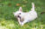 Chihuahua chewing on a bone in the grass.