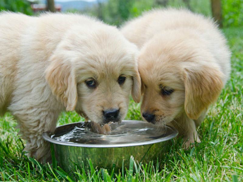 How to Introduce Puppies to Drinking Water 