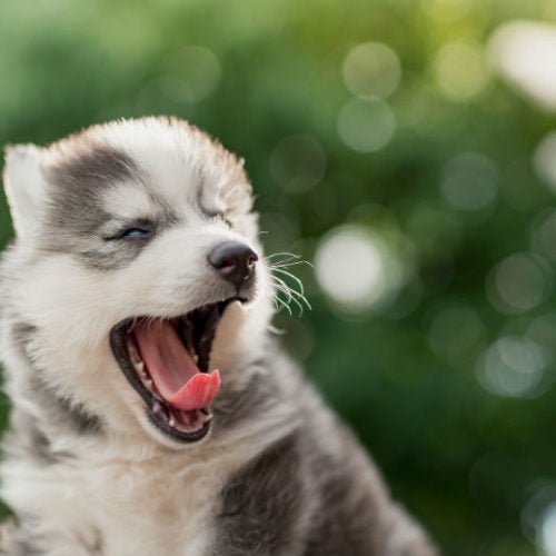 Moske landmænd baseball Why Do Dogs Yawn? – American Kennel Club