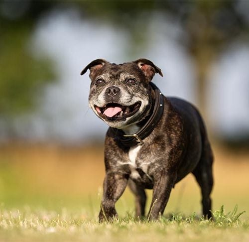 Three Easy Do-At-Home Exercises For Senior Dogs To Maintain Fitness