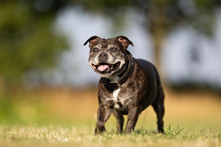 Dog Dementia: Signs, Symptoms, And Treatments
