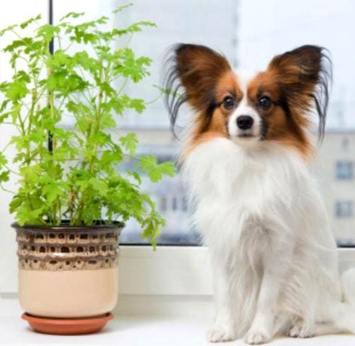 Poisonous Plants For Dogs Avoid These