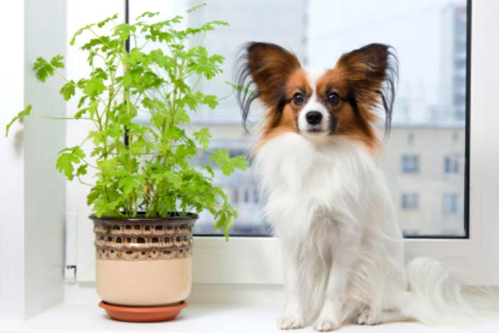 what plants can kill dogs