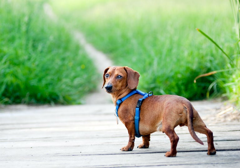 How to Put on a Dog Harness - American Kennel Club