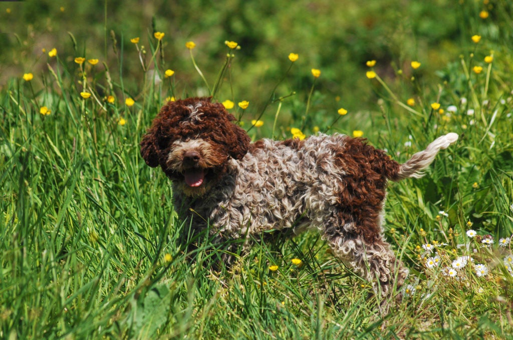 Lagotto Romagnolo standing in a field of tall grasses.