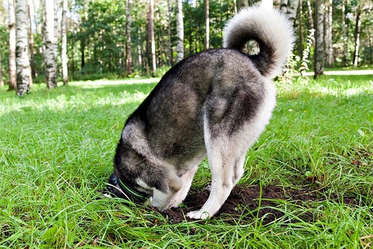 Siberian Husky digging in the grass