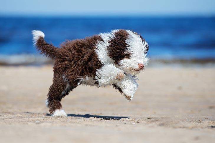 Испанская водяная собака бегает по пляжу.