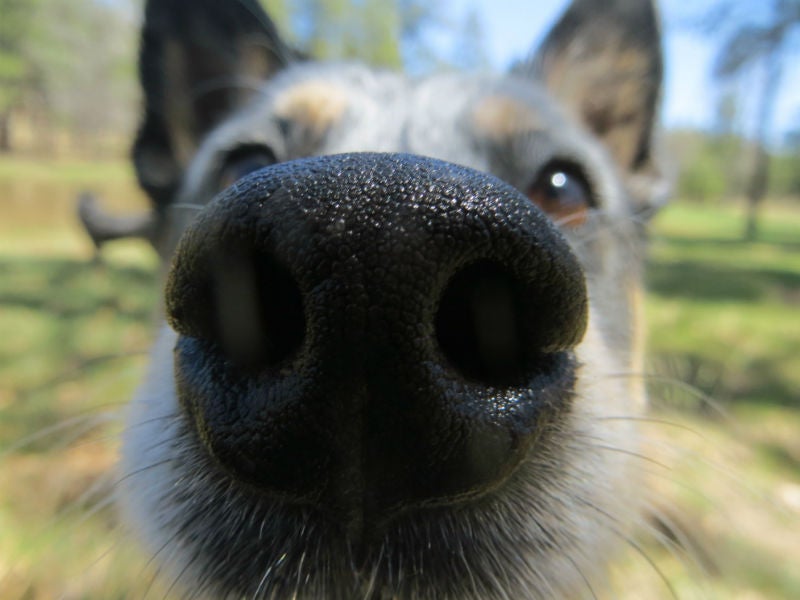 Why Is My Dog's Nose Dry? - American Kennel Club