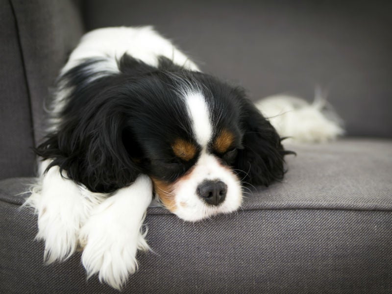 What Do Dogs Dream About? – American Kennel Club
