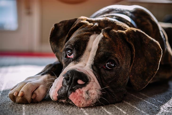 8 Boxer Facts You Might Not Know – American Kennel Club