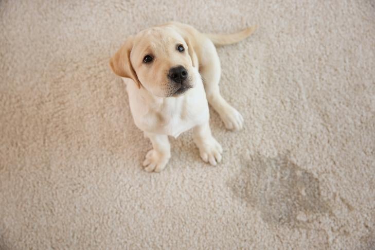 Labrador Retriever puppy with urine puddle on carpet