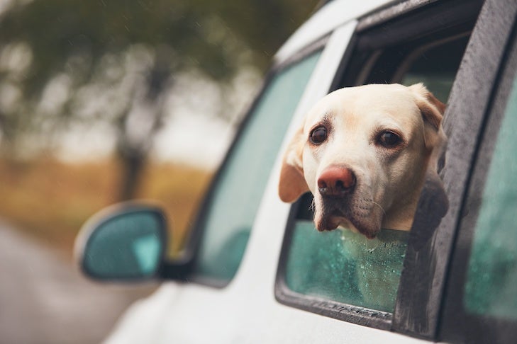 Labrador Retriever head sticking out of a car window in the rain.