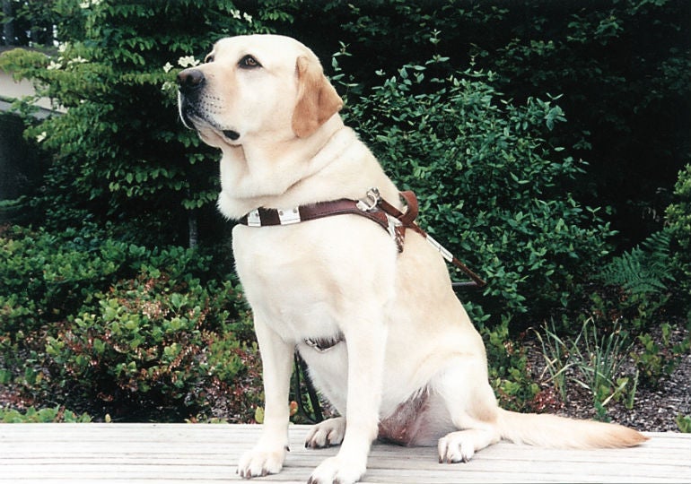 Guide Dog Roselle Helped Her Blind Owner Escape 9/11