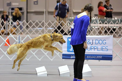 junior obedience