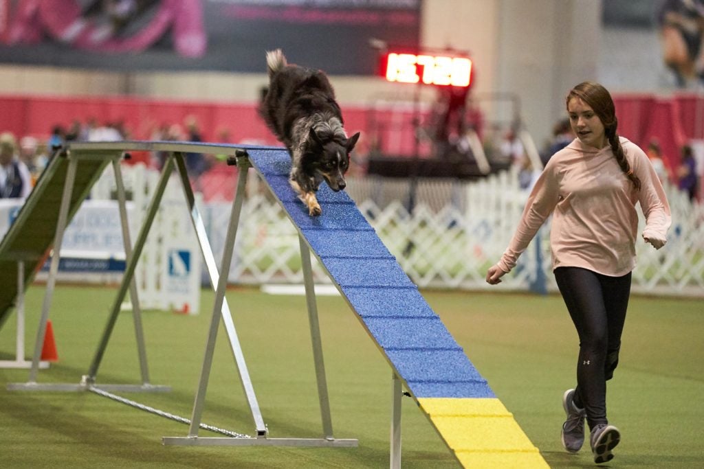 Border Collie on the dog walk at the 2018 AKC Junior Agility Competition, Orlando, FL.