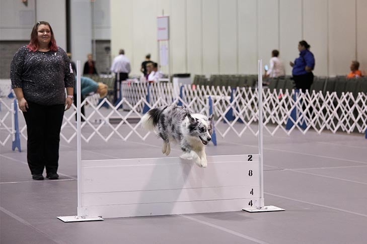 A Border Collie performing a retrieve over high jump at the 2018 AKC Obedience Classic.