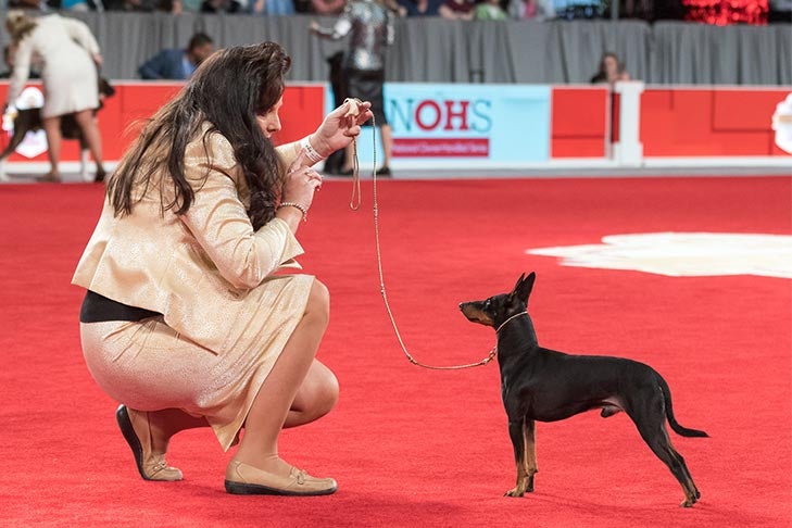 Owner-Handled Toy Group First and Owner-Handled Best of Breed: GCHG CH Bayside's Beginning CGC, Toy Manchester Terrier; National Owner-Handled Series Finals at the 2017 AKC National Championship presented by Royal Canin, Orlando, FL.