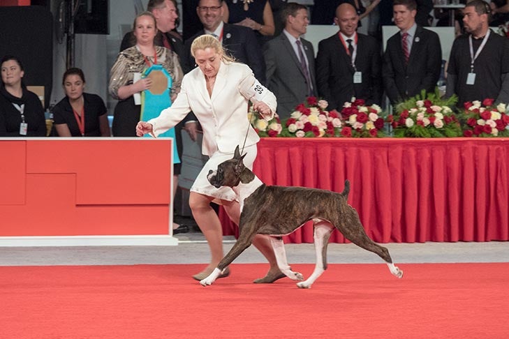 Reserve Best Owner-Handled in Show, Owner-Handled Working Group First, Owner-Handled Best of Breed: GCH CH Highover High Definition, Boxer; AKC National Owner-Handled Series Finals at the 2017 AKC National Championship presented by Royal Canin, Orlando, FL.