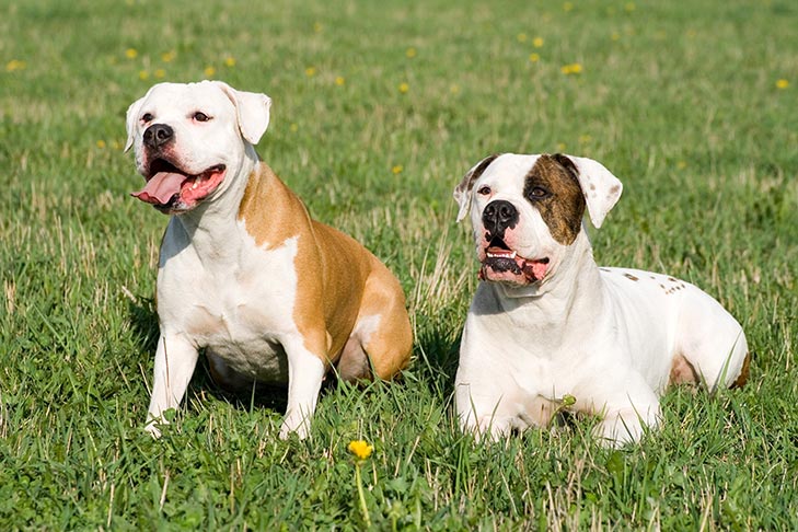American Bulldogs laying down side by side in the grass.