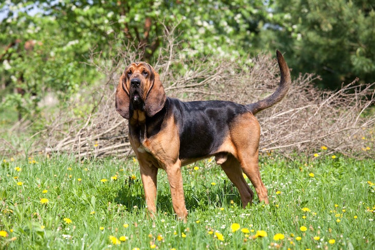 Bloodhound standing outdoors.