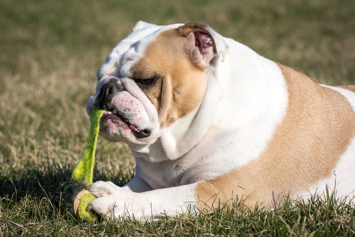 english bulldog playing with tennis ball outside in the grass